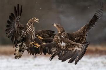 White tailed Eagle (Haliaeetus albicilla)