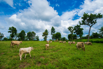 Naklejka na ściany i meble Cows grazing on a green field.