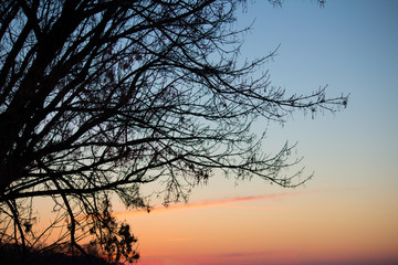 Tree at dawn