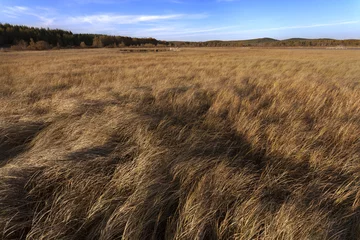 Foto op Plexiglas Autumn prairie © 孤飞的鹤
