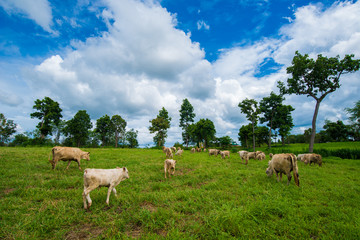 Naklejka na ściany i meble Cows grazing on a green field.