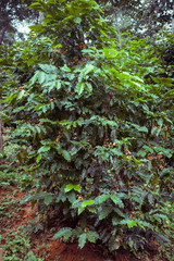 Coffee tree with coffee bean on.