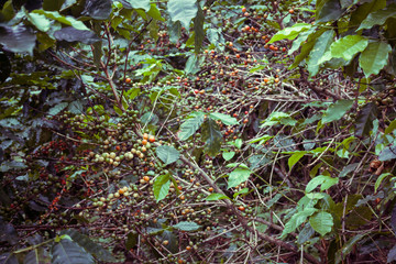 Coffee tree with coffee bean on.