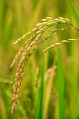 Rice field closeup.