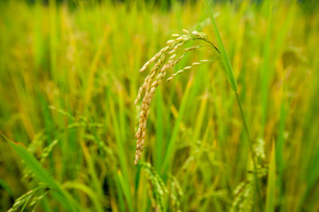 Rice field closeup.