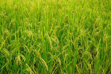 Rice field landscape.