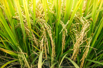 Rice field closeup.