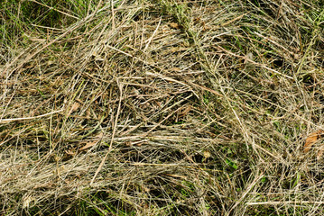 Close up hay  texture, agriculture background