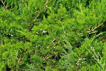 thuja branches with fruits.Nature background