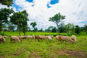 Obraz premium Cows grazing on a green field.