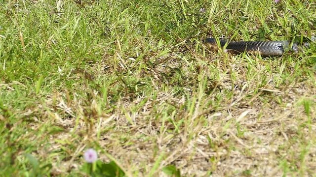 Cobra snake in natural habitats