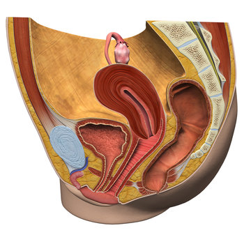 Female Reproductive System Sagittal Section