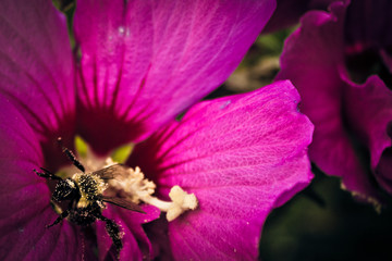 Bee on Flower