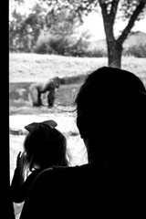 Zoo Silhouette 