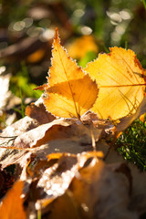 Frosted Leaves