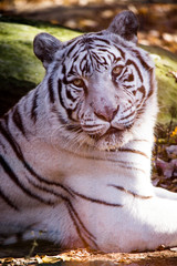 Siberian Tiger