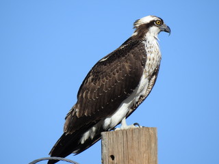 Osprey