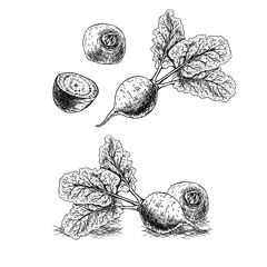 Hand drawn set of beets. Vector sketch