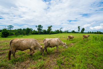 Cows grazing on a green field.