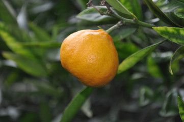 tangerine plant