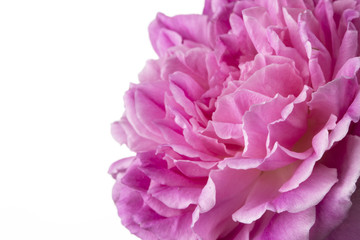Obraz premium pink rose isolated on white background
