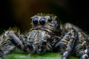 Super macro male Hyllus diardi or Jumping spider