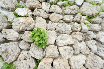 Old stone wall with green plants, background, texture