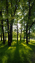 The sun's rays through the foliage of the trees, bright in the morning. Vertical view