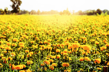 Marigolds in the garden