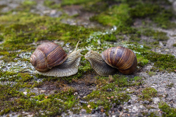 snails