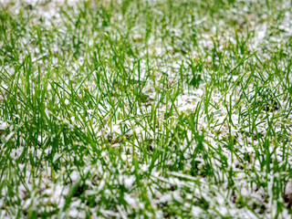 The first dropped-out snow has covered a green grass and yellow fallen leaves at the end of October.