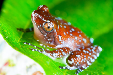 Obraz premium Cinnamon Frog (Nyctixalus pictus) on a leaf