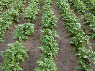 Fototapeta na wymiar Field of potato crops in rows