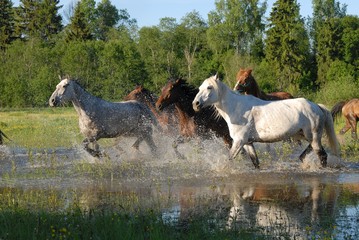 Flock of horses in splashes