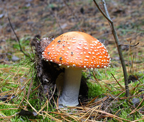 Fly agaric