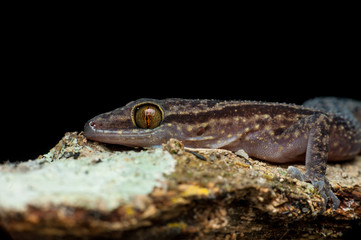 Philippine bent-toed gecko lizard (Cyrtodactylus philippinicus) on a wooden stump