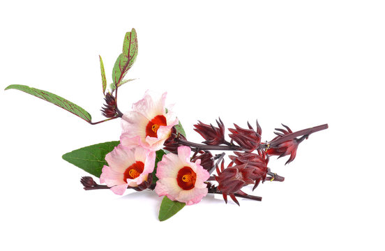 Hibiscus sabdariffa or roselle flower