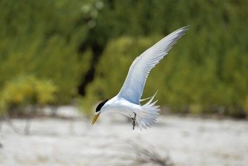 Fototapeta premium Great crested tern, sea bird, Polynesia, flight 