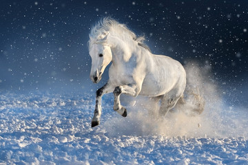 Fototapeta na wymiar White horse run gallop in winter snow field 