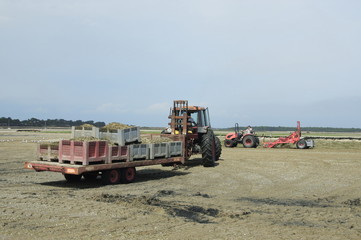 Fototapeta premium parc a coques et palourdes