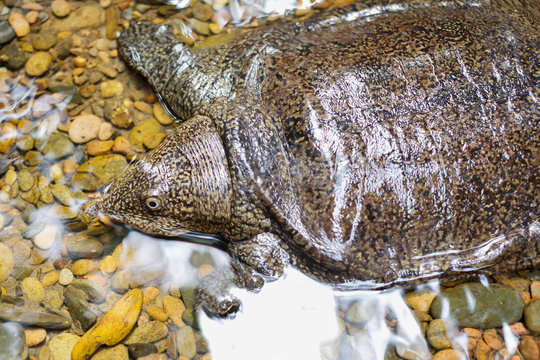 Snapping Turtle with river in the forest.