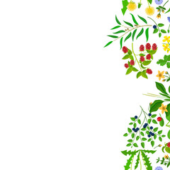 Herb border isolated on white background. Vector illustration