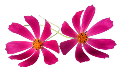 kosmeya fresh pink flower, photo manipulation