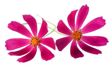 Obraz premium kosmeya fresh pink flower, photo manipulation