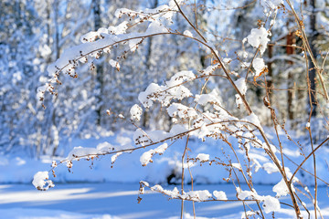 snowy Frozen plants, winter background