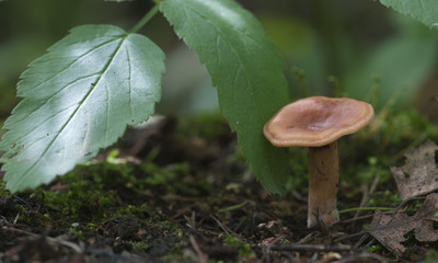 Mushroom (Lactarius tabidus) on a stump