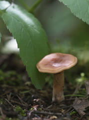 Mushroom (Lactarius tabidus) on a stump