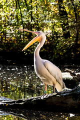 Rosa Pelikan - Pelecanus onocrotalus