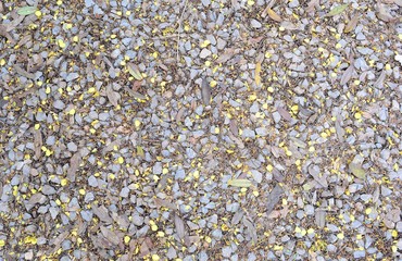 flower fall on  ground