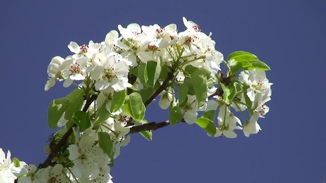 Der Ast eines Birnenbaums mit seiner Blütenpracht schaukelt im Wind